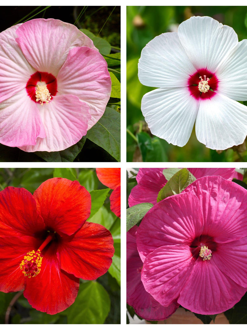 25 MIXED LUNA HIBISCUS Moscheutos Hardy Mixed Colors - Red, Hot Pink, Pink & White Swirl, and White Flower Seeds flower seeds