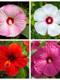 25 MIXED LUNA HIBISCUS Moscheutos Hardy Mixed Colors - Red, Hot Pink, Pink & White Swirl, and White Flower Seeds flower seeds