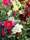 50 Dwarf Double HOLLYHOCK MAJORETTE MIX Alcea Rosea Red Pink White Maroon Yellow Mixed Color Flower Seeds flower seeds