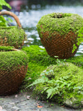 50 IRISH MOSS Groundcover Heath Pearlwort Sagina Subulata White Flower Seeds *Flat S/H seeds bulk