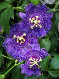 10 Purple PASSION FLOWER Passion FRUIT Granadilla Passiflora Incarnata Vine Seeds flower seeds