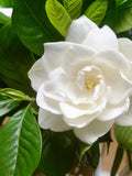 50 GARDENIA / CAPE JASMINE Jasminiodes Fragrant White Shrub Flower Seeds *Flat Shipping flower seeds