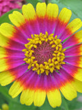 50 CAROUSEL MIX ZINNIA Elegans Carrousel Whirligig Mixed Colors Bicolor Flower Seeds flower seeds