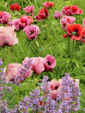 1000 MIXED Colors ORIENTAL POPPY Papaver Orientale Flower Seeds seeds bulk