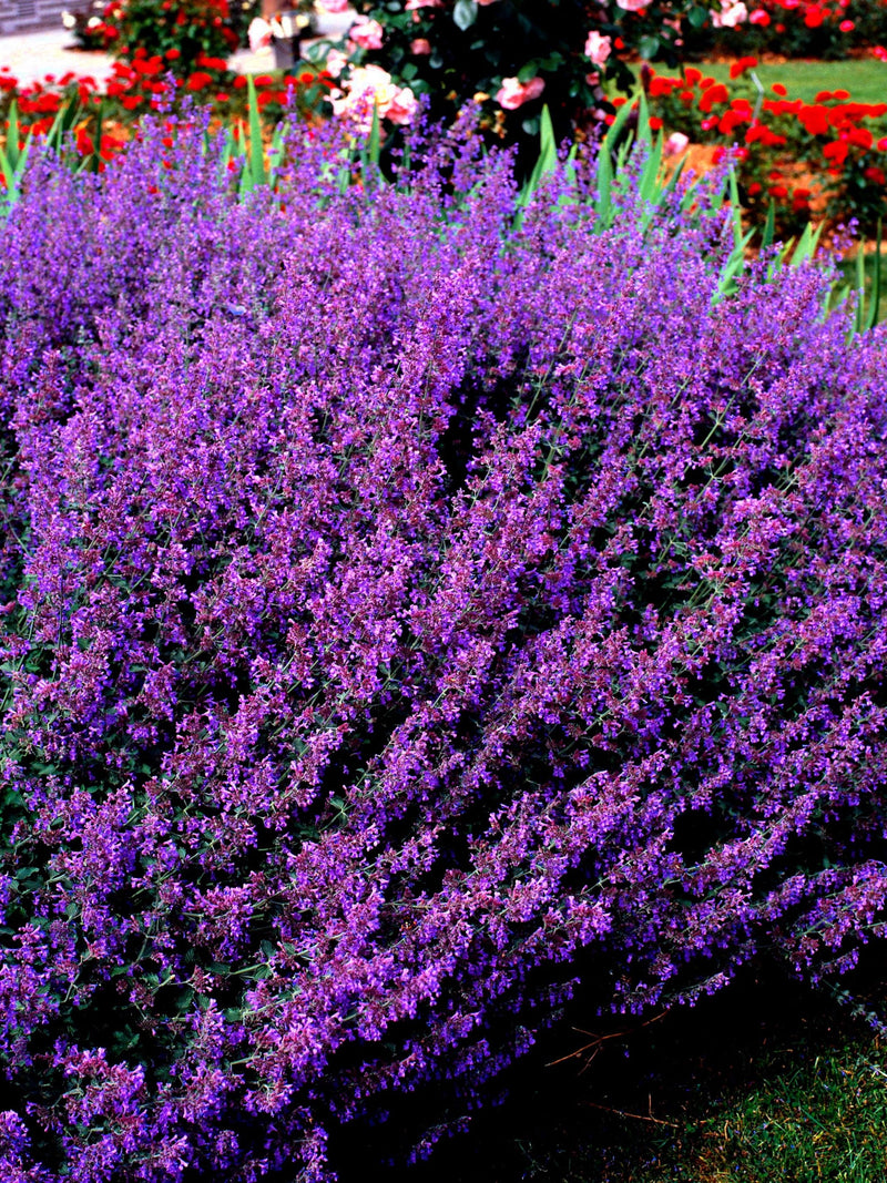 50 BLUE CATMINT Nepeta Mussinii Herb Flower Seeds flower seeds