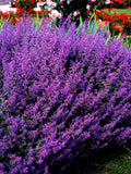 50 BLUE CATMINT Nepeta Mussinii Herb Flower Seeds flower seeds