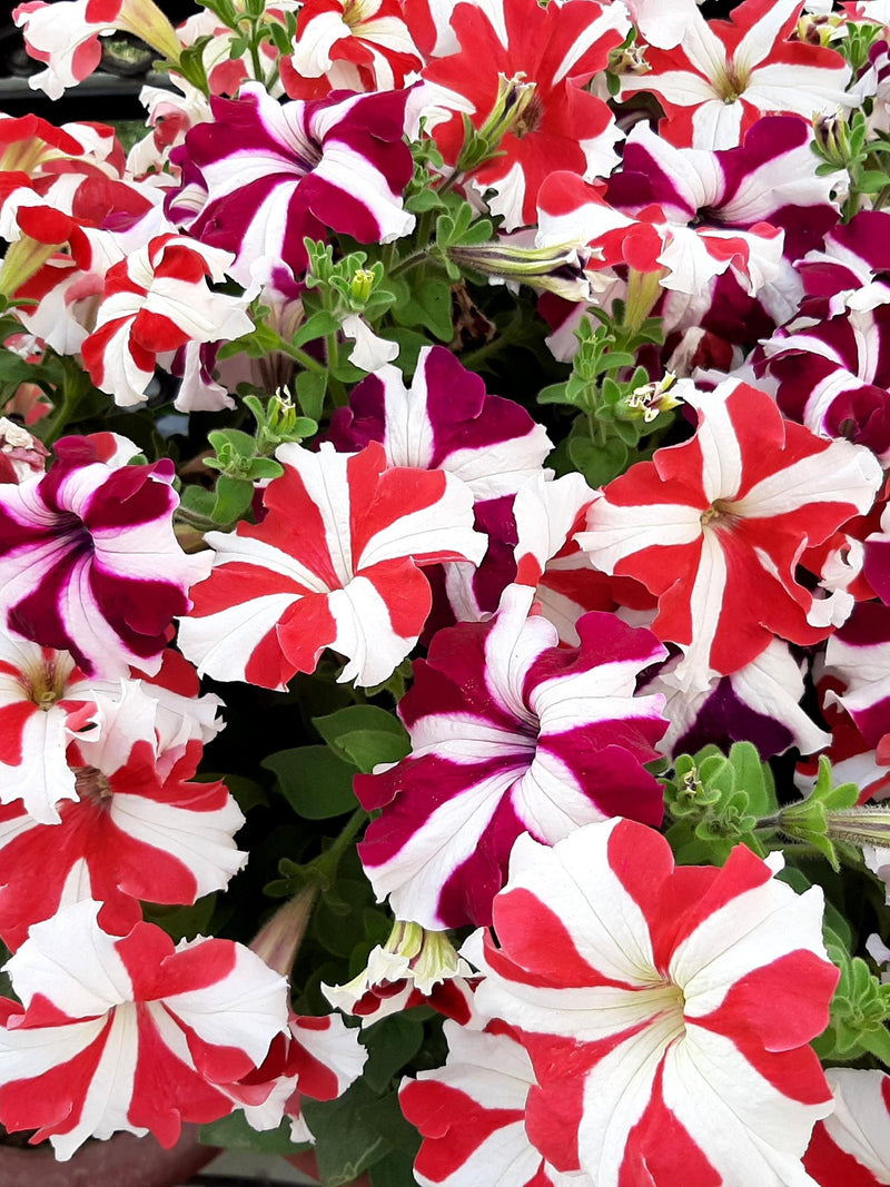 100 STAR MIX PETUNIA Mixed Colors Petunia Violacea Flower Seeds Red Blue Purple flower seeds