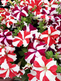 100 STAR MIX PETUNIA Mixed Colors Petunia Violacea Flower Seeds Red Blue Purple flower seeds