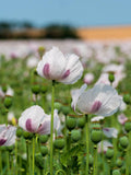 350 TASMANIAN Purple & White POPPY Papaver Somniferum Flower Seeds flower seeds