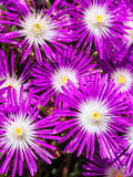 25 STARDUST ICE PLANT Mesembryanthemum Delosperma Floribunda Perennial Purple & White Flower Seeds flower spore