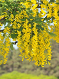 25 SIBERIAN PEASHRUB Caragana Arborescens Peatree Yellow Flower Legume Vegetable Seeds flower seeds