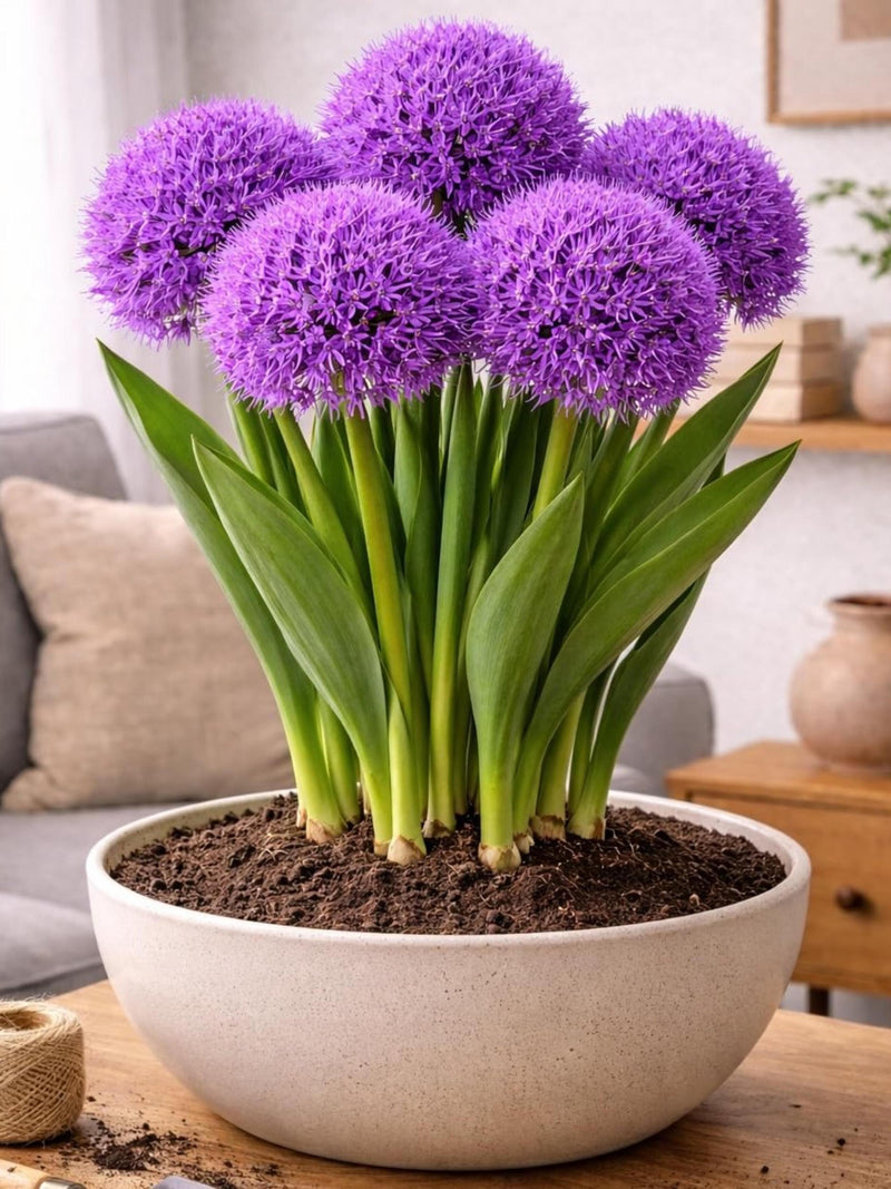 Pre-Chilled Purple Allium Bulbs Ð 5 Indoor/Outdoor Easy-Grow Flower Bulbs flower spore