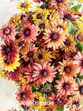 25+ seeds lovely Sahara Rudbeckia mix Rudbeckia hirta flower seeds