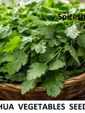Bathua Seed for Planting | Chenopodium Seeds | LambÕs Quarters | Winter Leafy Vegetable seeds bulk