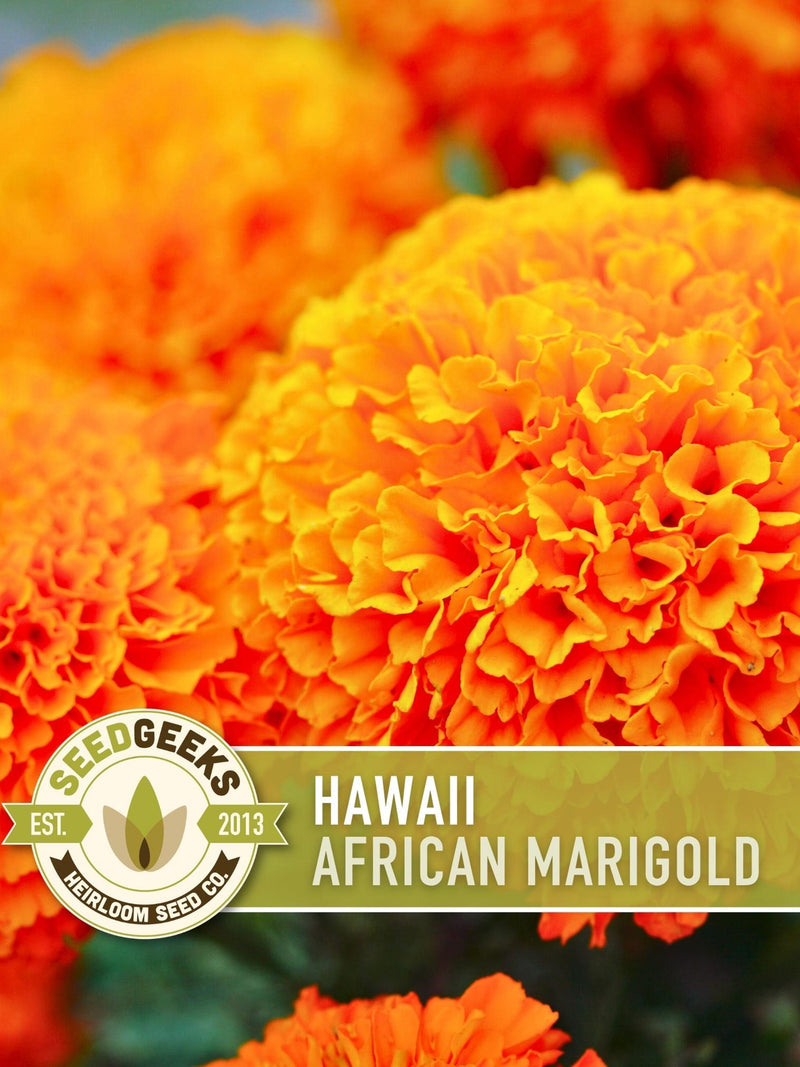 African Marigold Seeds, Heirloom Orange Blooms (200 Seeds) flower seeds