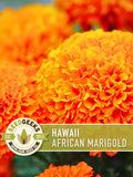 African Marigold Seeds, Heirloom Orange Blooms (200 Seeds) flower seeds