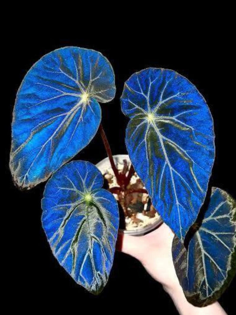 Begonia Pavonina Blue Iridescent, Peacock Begonia, Rare Tropical Plants, Exotic Indoor Plant FLOWER DELIVERY