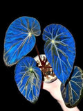 Begonia Pavonina Blue Iridescent, Peacock Begonia, Rare Tropical Plants, Exotic Indoor Plant FLOWER DELIVERY