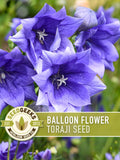 Balloon Flower Seeds, Heirloom Toraji, Culinary Herb (50 Seeds) flower seeds