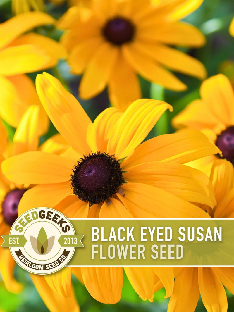 Black-Eyed Susan Flower Seeds, Heirloom Rudbeckia Hirta, Native Perennial flower seeds