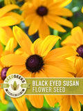 Black-Eyed Susan Flower Seeds, Heirloom Rudbeckia Hirta, Native Perennial flower seeds