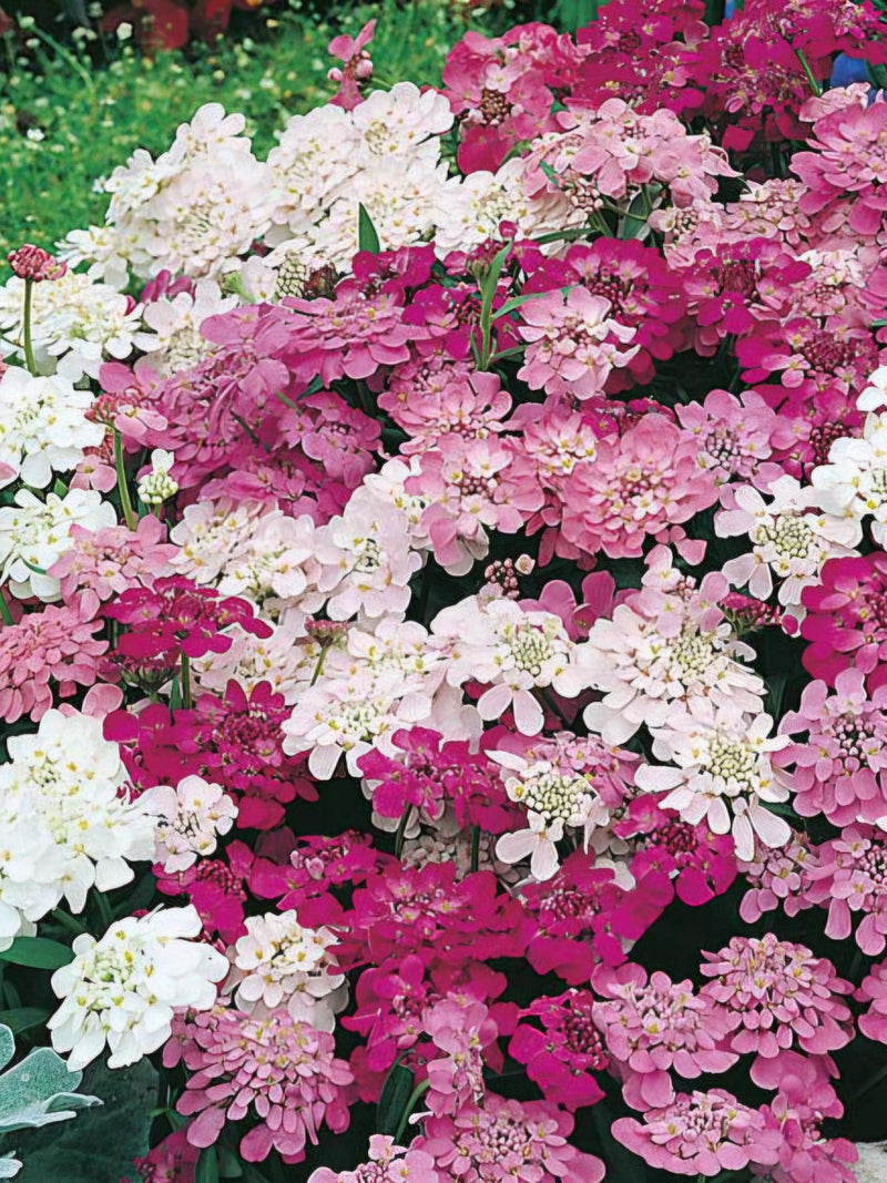 Candytuft Seeds Mixed Colors Ð Iberis Umbellata Heirloom Flower Seeds Ð Easy Grow Annuals Ð Cottage Garden Flowers Ð Pollinator Friendly flower seeds