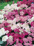 Candytuft Seeds Mixed Colors Ð Iberis Umbellata Heirloom Flower Seeds Ð Easy Grow Annuals Ð Cottage Garden Flowers Ð Pollinator Friendly flower seeds