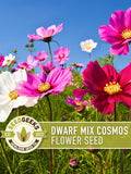 Dwarf Cosmos Flower Seeds, Heirloom, Pollinator Friendly seeds bulk
