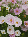 15 or 25 Blush Cupcake Cosmos Seeds, a Super Easy Annual flower spore