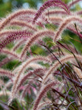25 PURPLE FOUNTAIN GRASS Ornamental Pennisetum Setaceum Dark Burgundy Flower Seeds flower seeds