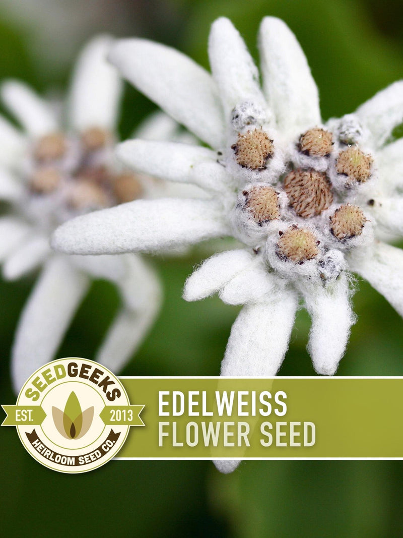 Edelweiss Flower Seeds Ð Heirloom Alpine Wildflower, Medicinal Plant flower seeds