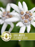Edelweiss Flower Seeds Ð Heirloom Alpine Wildflower, Medicinal Plant flower seeds