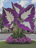 Heart Shaped Hosta Seeds 200+ Ð Shade Loving Perennial Foliage for Garden Beds seeds bulk