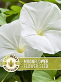 Moonflower Flower Seeds | 10 Seeds, Heirloom, Night Blooming, Fragrant, Vining, Ipomoea alba flower seeds
