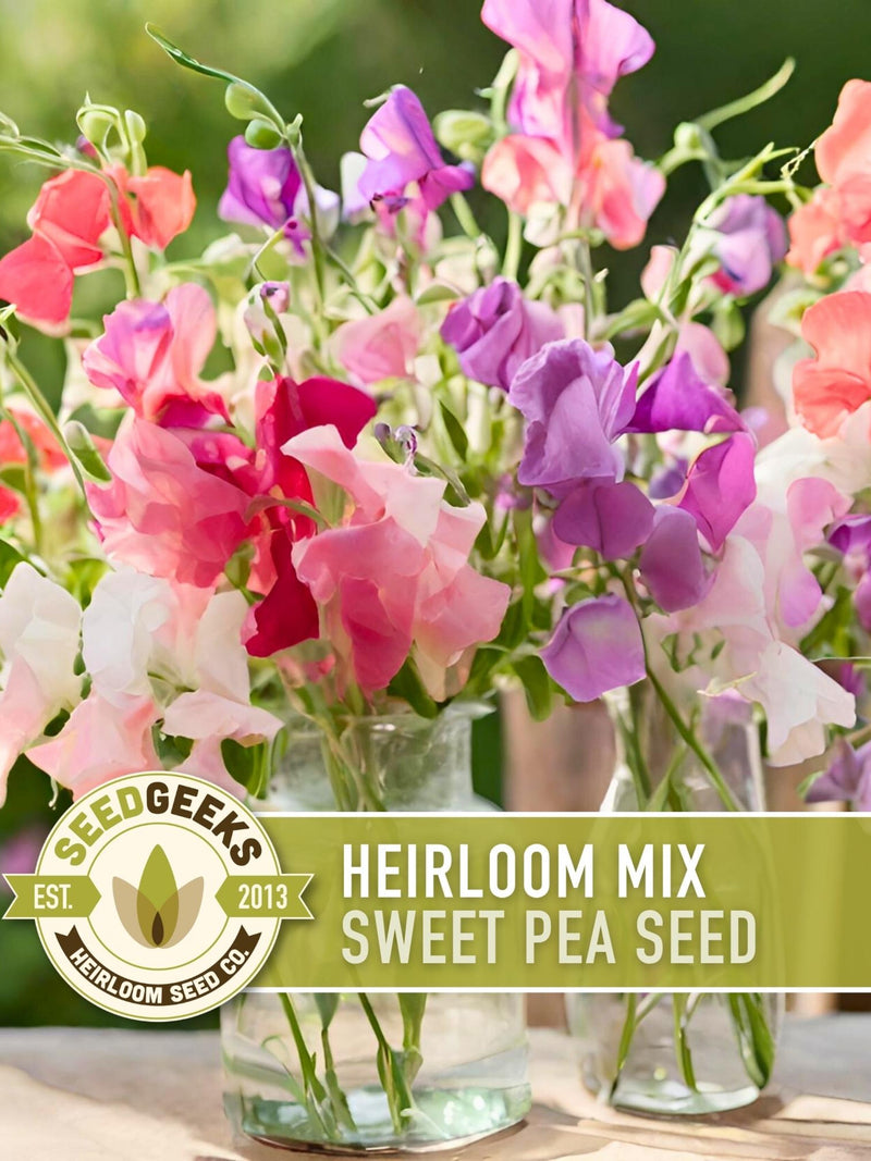 Heirloom Sweet Pea Flower Mix | 25+ Seeds, Cottage Garden, Fragrant Blooms, Lathyrus odoratus flower seeds
