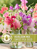 Heirloom Sweet Pea Flower Mix | 25+ Seeds, Cottage Garden, Fragrant Blooms, Lathyrus odoratus flower seeds