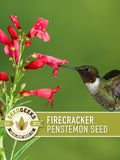 Firecracker Penstemon Seeds Ð Heirloom Wildflower, Pollinator Garden flower seeds