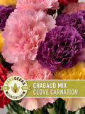 Chabaud Clove Carnation Seeds | 25+ Seeds, Heirloom Rainbow Flowers, Fragrant, Cottage Garden, Dianthus caryophyllus flower seeds