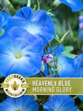 Morning Glory, Heavenly Blue Heirloom Seeds, Flower Seeds, Vine flower seeds