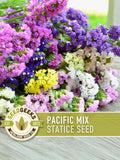 Pacific Mix Statice Flower Seeds, 50 Heirloom Non-GMO Seeds flower seeds
