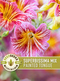 Painted Tongue Flower Seeds, Superbissima Mix, Heirloom Non-GMO flower seeds