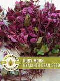 Ruby Moon Hyacinth Bean Seeds | Purple Vines for Trellises, Fences & Pergolas | Heirloom,| 12+ Seeds flower seeds