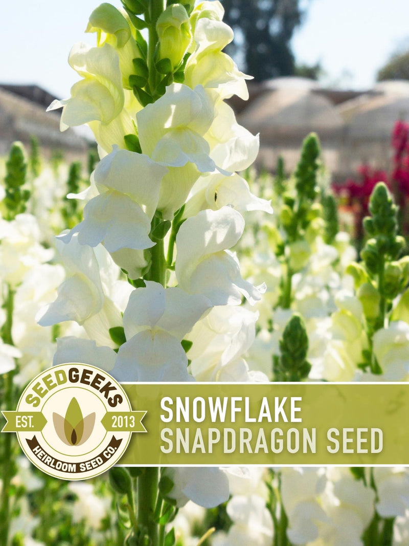 Snowflake Snapdragon Flower Seeds, 100 Heirloom Non-GMO Seeds flower seeds
