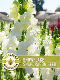 Snowflake Snapdragon Flower Seeds, 100 Heirloom Non-GMO Seeds flower seeds