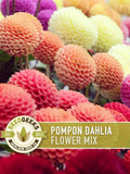 Pompon Dahlia Flower | 25+ Seeds, Heirloom, Pollinator Friendly, Bright Globe-Shaped Blooms, Dahlia Variabilis flower seeds