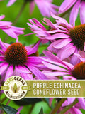 Purple Coneflower Seeds | 100+ Seeds, Native Wildflower, Heirloom, Drought Tolerant, Butterfly Garden, Echinacea purpurea flower seeds