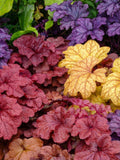 Coral Bells Heuchera Mixed Colors Shade Perennial Foliage 1200 Seed Bulk Pack seeds bulk