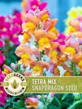 Tetra Mix Snapdragon Seeds | 100+ Seeds, Heirloom Cottage Flowers, Attract Butterflies & Hummingbirds, Antirrhinum majus flower seeds