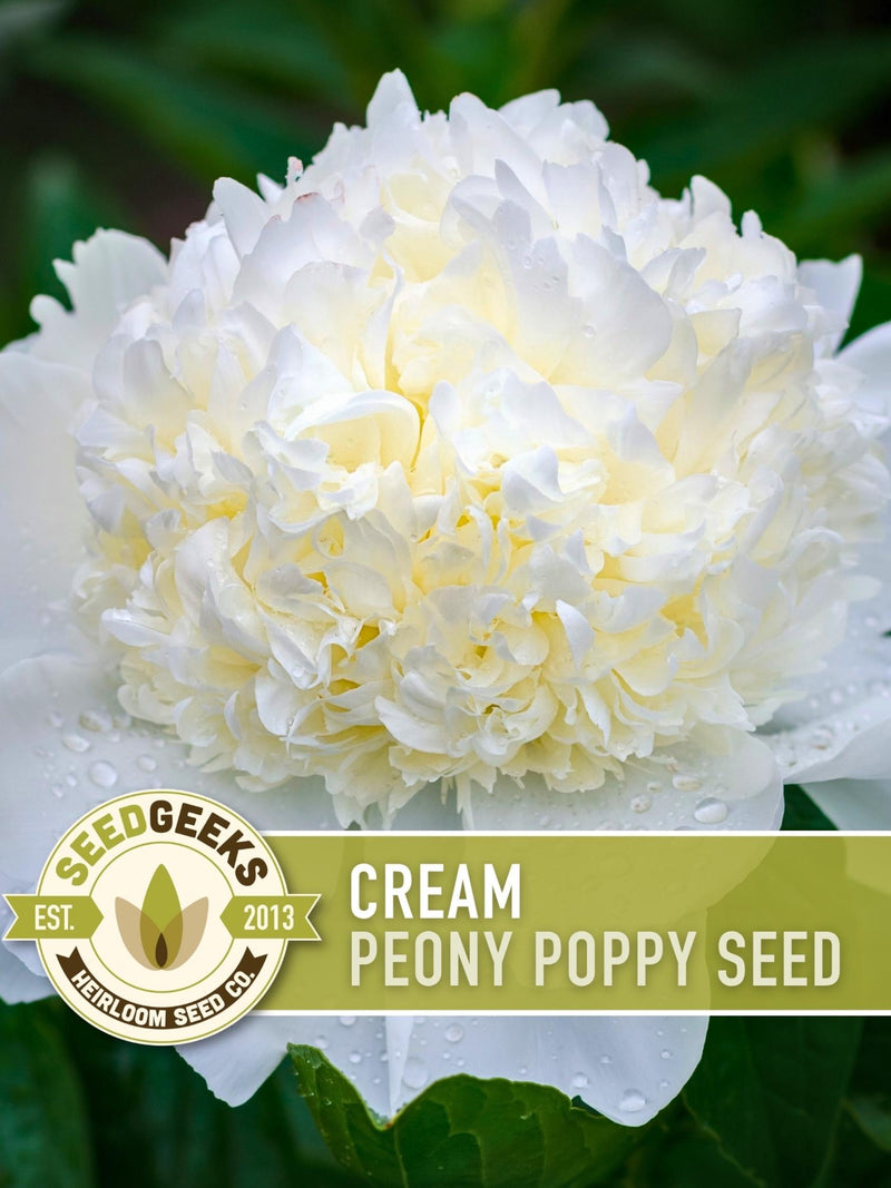 Cream Peony Poppy Seeds | 100+ Seeds, Heirloom, Bridal Flowers, Romantic Blooms, Papaver paeoniflorum seeds bulk