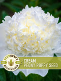 Cream Peony Poppy Seeds | 100+ Seeds, Heirloom, Bridal Flowers, Romantic Blooms, Papaver paeoniflorum seeds bulk